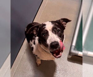 Catahoula Leopard Dog-Labrador Retriever Mix Dogs for adoption in South Lake Tahoe, CA, USA