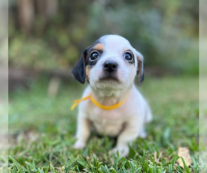 Chiweenie Dogs for adoption in OKLAHOMA CITY, OK, USA