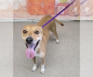 German Shepherd Dog-Unknown Mix Dogs for adoption in San Bernardino, CA, USA