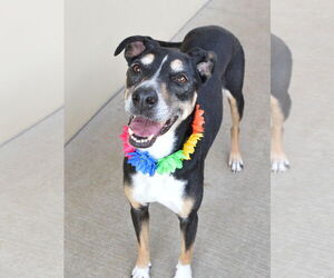 Anatolian Shepherd-Unknown Mix Dogs for adoption in McKinney, TX, USA