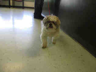 Shih Tzu Dogs for adoption in Waterford, VA, USA