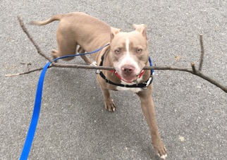 American Pit Bull Terrier-Unknown Mix Dogs for adoption in Putnam Valley, NY, USA