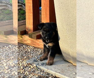 German Shepherd Dog-Unknown Mix Dogs for adoption in Kannapolis, NC, USA