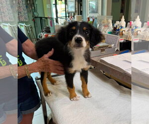 Australian Shepherd Dogs for adoption in Benton, LA, USA