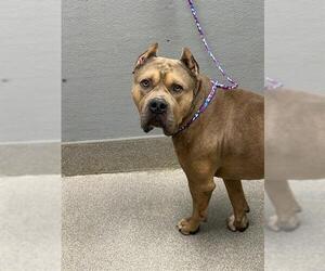 Mutt Dogs for adoption in Las Vegas, NV, USA