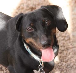 Dachshund Dogs for adoption in phoenix, AZ, USA