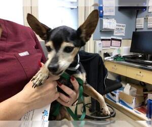 Chihuahua Dogs for adoption in Riverside, CA, USA