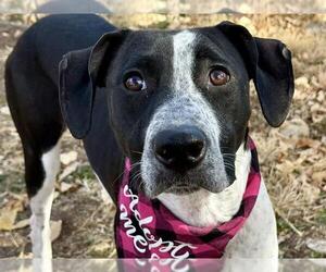 American Pit Bull Terrier-Unknown Mix Dogs for adoption in Pueblo, CO, USA