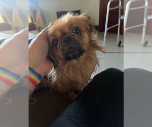 Medium Photo #1 Pekingese Puppy For Sale in Oakdale, TN, USA