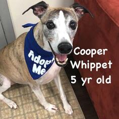 Whippet Dogs for adoption in St. George, UT, USA