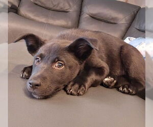 Labrador Retriever-Unknown Mix Dogs for adoption in Genesee, WI, USA