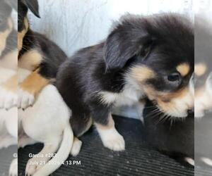 Mutt Dogs for adoption in San Antonio, TX, USA