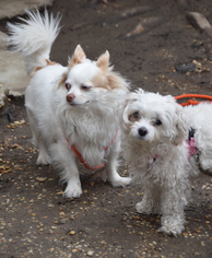 Malchi Dogs for adoption in Philadelphia, PA, USA