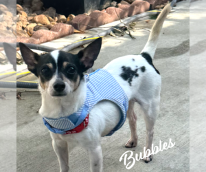 Chihuahua-Unknown Mix Dogs for adoption in HOUSTON, TX, USA