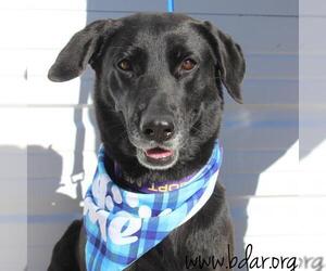 Retriever -Unknown Mix Dogs for adoption in Cheyenne, WY, USA