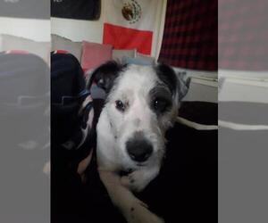 Mutt Dogs for adoption in San Antonio, TX, USA