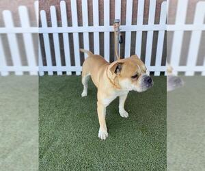 Bulldog-Unknown Mix Dogs for adoption in Modesto, CA, USA