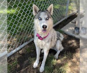 Siberian Husky-Unknown Mix Dogs for adoption in Modesto, CA, USA