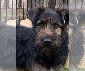 Mutt Dogs for adoption in Dallas, TX, USA