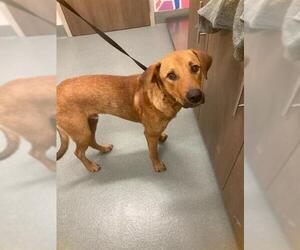 Labrador Retriever-Unknown Mix Dogs for adoption in Baytown, TX, USA