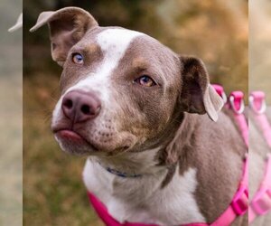 American Pit Bull Terrier Dogs for adoption in Brooklyn Center, MN, USA