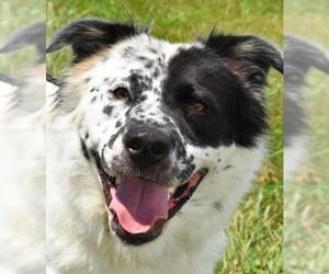 Australian Shepherd Dogs for adoption in Nashville, IN, USA