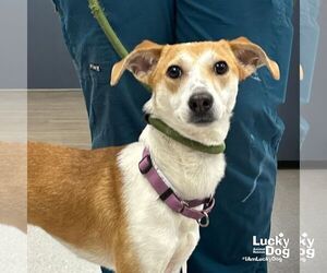 Unknown-Whippet Mix Dogs for adoption in Washington, DC, USA