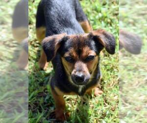 Chiweenie Dogs for adoption in Shelbyville, TN, USA