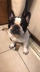 French Bulldog Dogs for adoption in Great Bend, KS, USA