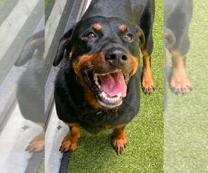 Rottweiler Dogs for adoption in Hillsboro, NH, USA