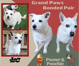 Chihuahua-Unknown Mix Dogs for adoption in Lindsay, CA, USA