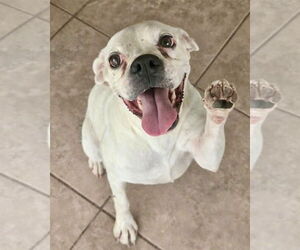 Boxer Dogs for adoption in Dumont, NJ, USA