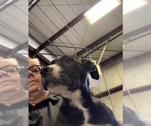 American Pit Bull Terrier-Unknown Mix Dogs for adoption in Bakersfield, CA, USA