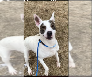 Bull Terrier-Unknown Mix Dogs for adoption in garner, NC, USA