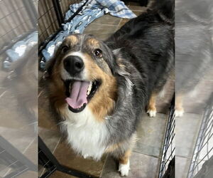 Australian Shepherd Dogs for adoption in Overland Park, KS, USA