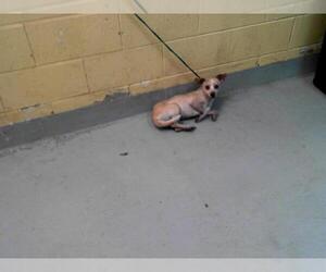 Chihuahua Dogs for adoption in Tulsa, OK, USA