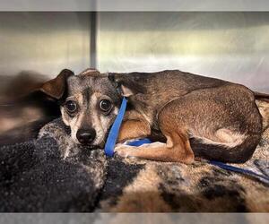 Chihuahua-Unknown Mix Dogs for adoption in Grand Prairie, TX, USA