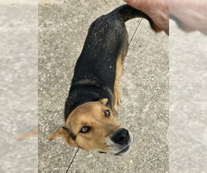 German Shepherd Dog-Unknown Mix Dogs for adoption in San Antonio, TX, USA