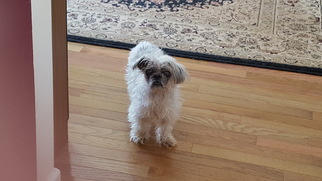 Shih Tzu-Unknown Mix Dogs for adoption in Hopewell Junction, NY, USA