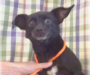 Chihuahua Dogs for adoption in Sacramento, CA, USA