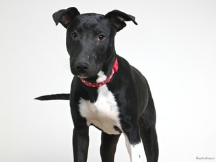 Bull Terrier Dogs for adoption in Eden Prairie, MN, USA