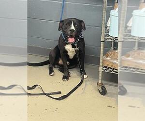 Labrador Retriever-Unknown Mix Dogs for adoption in Tallahassee, FL, USA