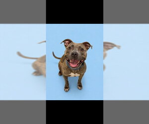 Mutt Dogs for adoption in Westminster, MD, USA