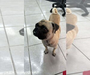 Pug-Unknown Mix Dogs for adoption in Silver Spring, MD, USA