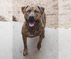 American Staffordshire Terrier-Unknown Mix Dogs for adoption in Peralta, NM, USA