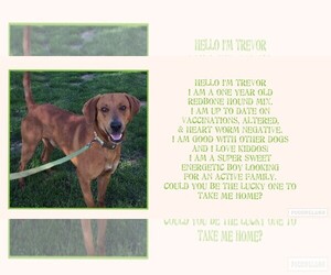 Redbone Coonhound Dogs for adoption in Corbin, KY, USA