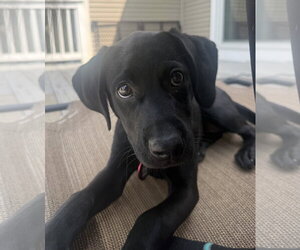 Labrador Retriever-Unknown Mix Dogs for adoption in Wakefield, RI, USA