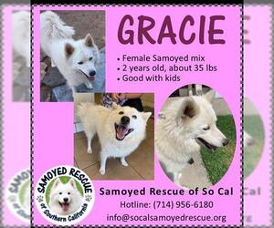 American Eskimo Dog-Samoyed Mix Dogs for adoption in Port Hueneme, CA, USA