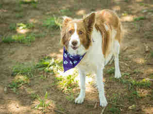 Border Collie Dogs for adoption in Murfreesboro, TN, USA