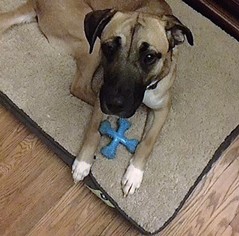 Black Mouth Cur-Unknown Mix Dogs for adoption in Dillsburg, PA, USA